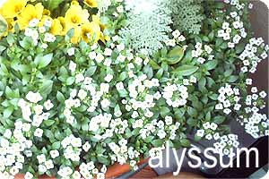 alyssum 1