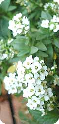 alyssum 2