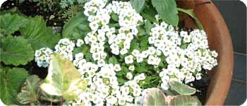 alyssum 3