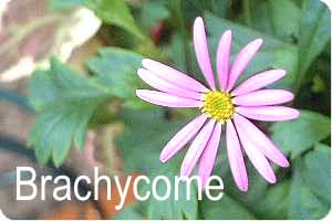 brachycome 1