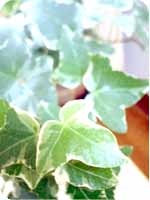 ivy 1