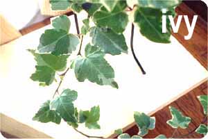 ivy 2