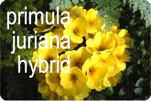 juriana1