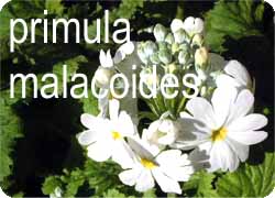 malacoides1