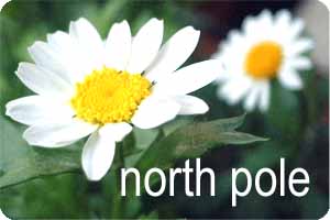 north pole