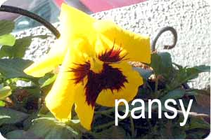 pansy 1