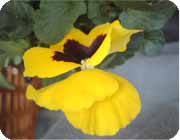 pansy 2
