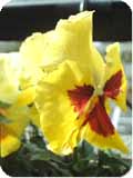 pansy 3