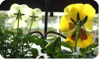 pansy 4