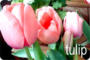 tulip 1