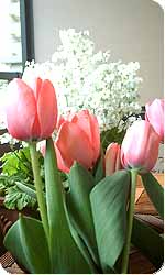 tulip 2
