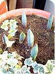 tulip 4