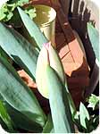 tulip 5