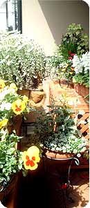 veranda garden
