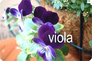 viola 1