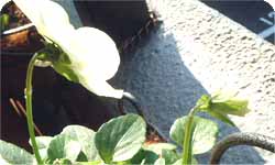 viola 2