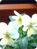 viola 3