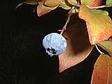 blue berry 5