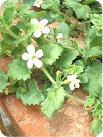 greenery Apr 2003