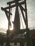 JAWS