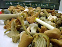 DANTAI385
