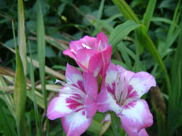 img0091.jpg
