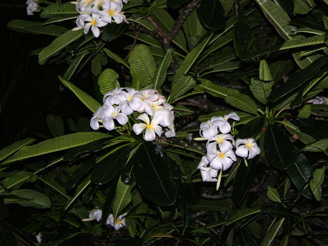 img0021.jpg