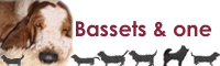 Bassets & one