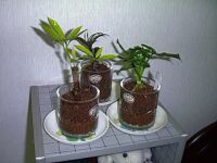 80円の観葉植物