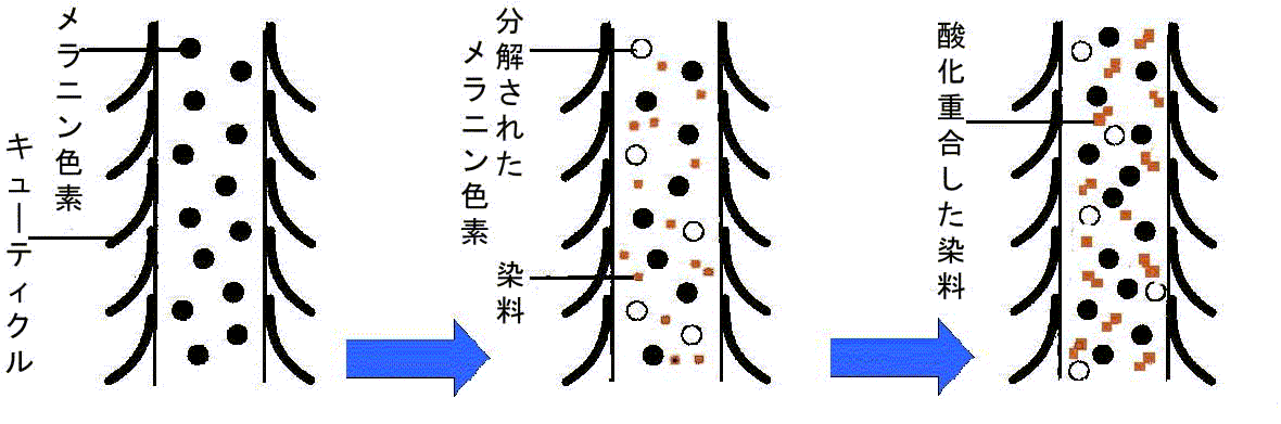 アルカリカラー過程