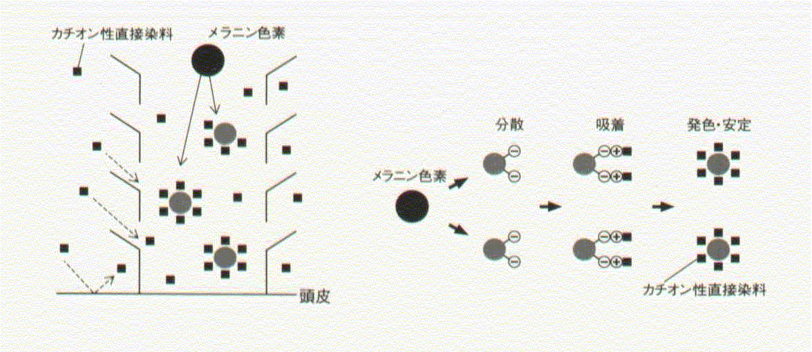 ライトカラー過程