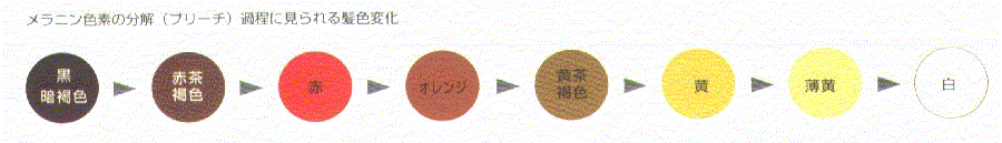色素分解過程