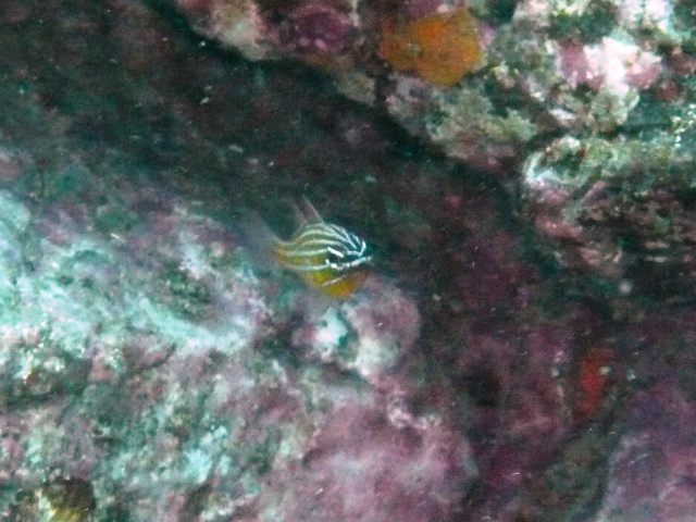 オオスジイシモチ