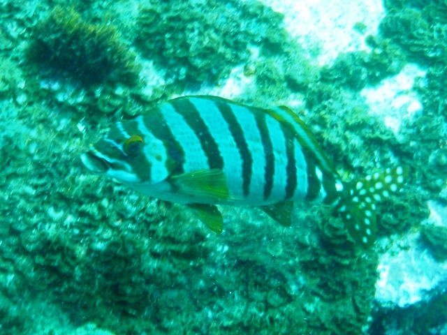 タカノハダイ