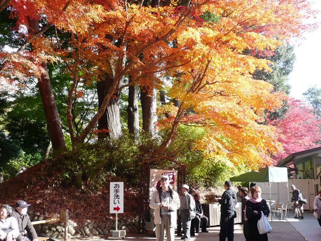 讃衡堂前の紅葉