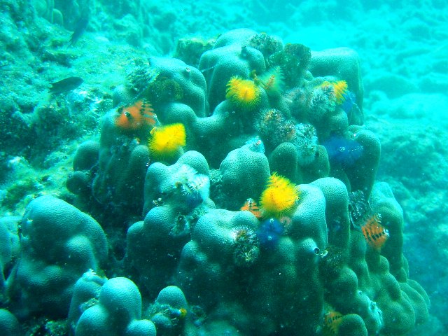 カラフルなサンゴ