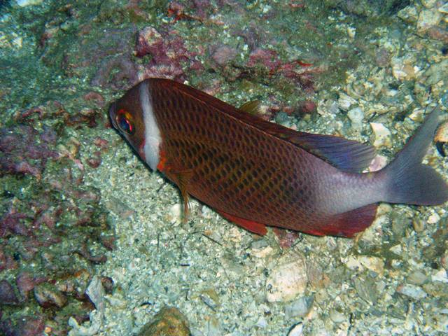 この魚も名前わかりません