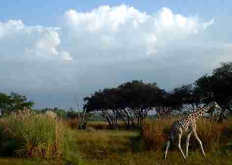 キリンさんエリア♪