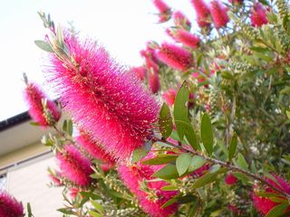 brush2
