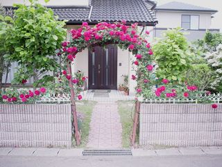 rose front