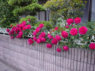 rose1