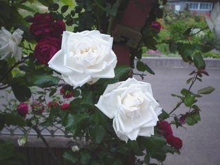 rose2