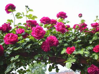 rose3