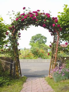 rose front